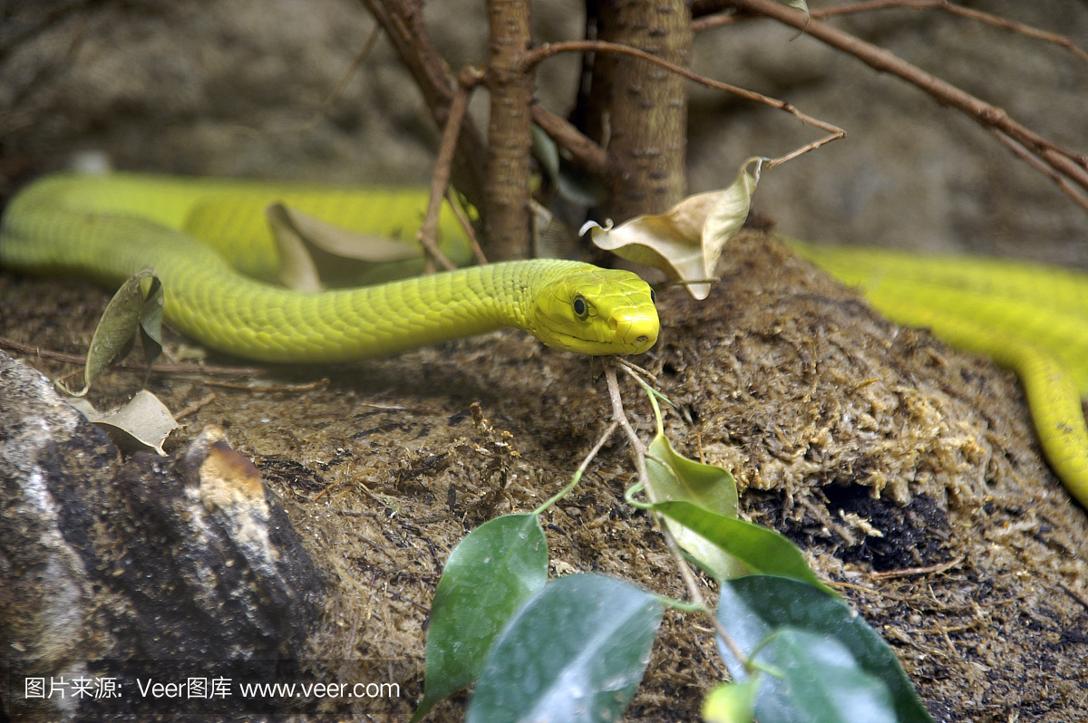 拍胸,拍胸口,拍打胸脯,打胸