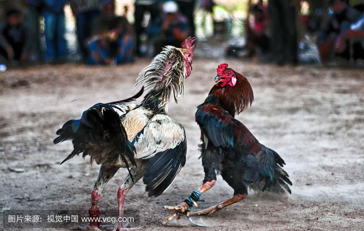 斗鸡比赛,斗鸡,斗雄鸡,动物主题