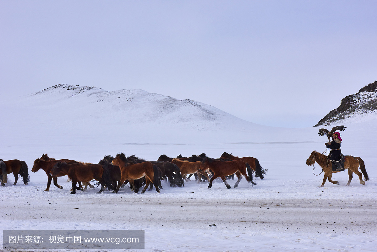哈萨克斯坦,哈萨克斯坦共和国,马,劳作动物