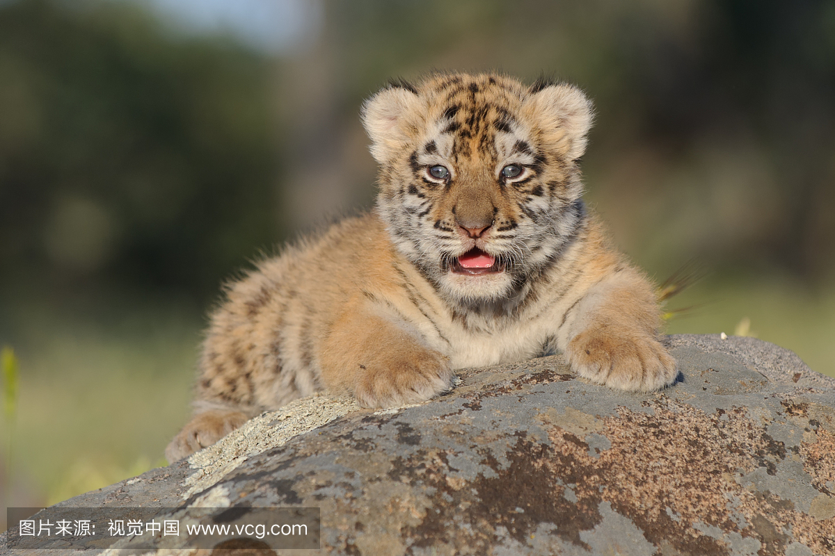 虎,老虎,婴儿,小宝宝