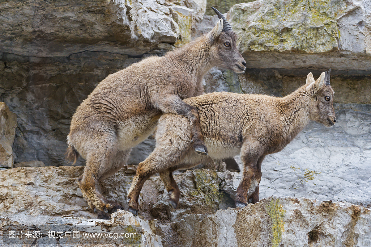 野生山羊,户外,动物,瑞士