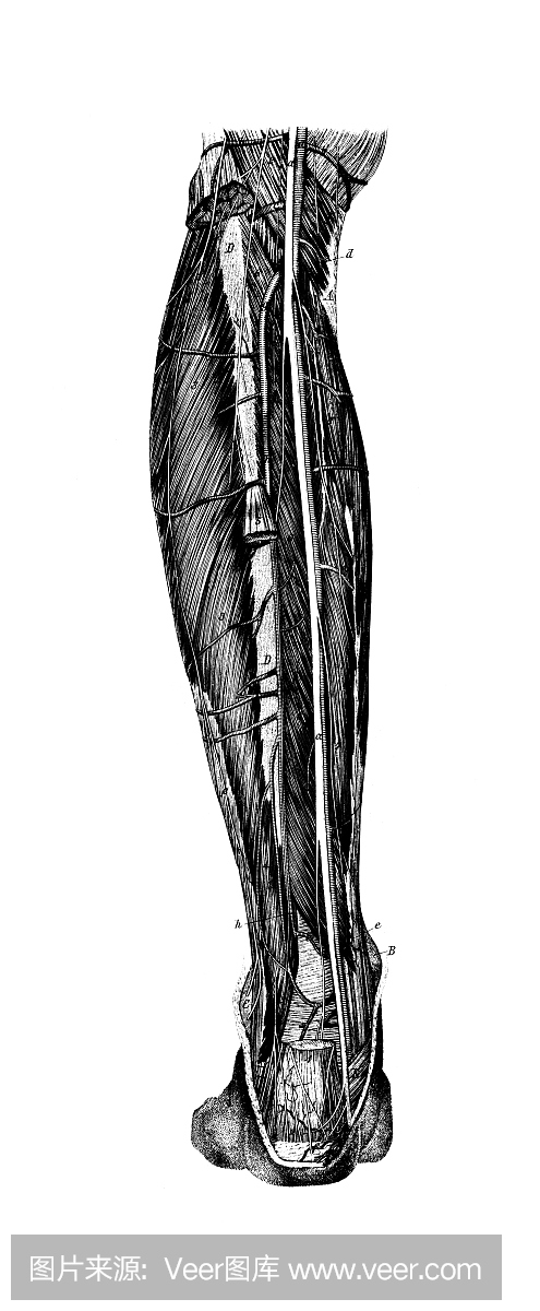 人腿肌肉|古董医学科学插图和图表