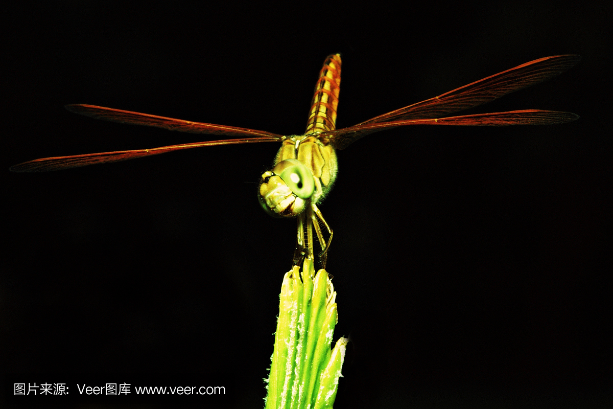 复眼,昆虫的复眼,英文字母G,G字母的