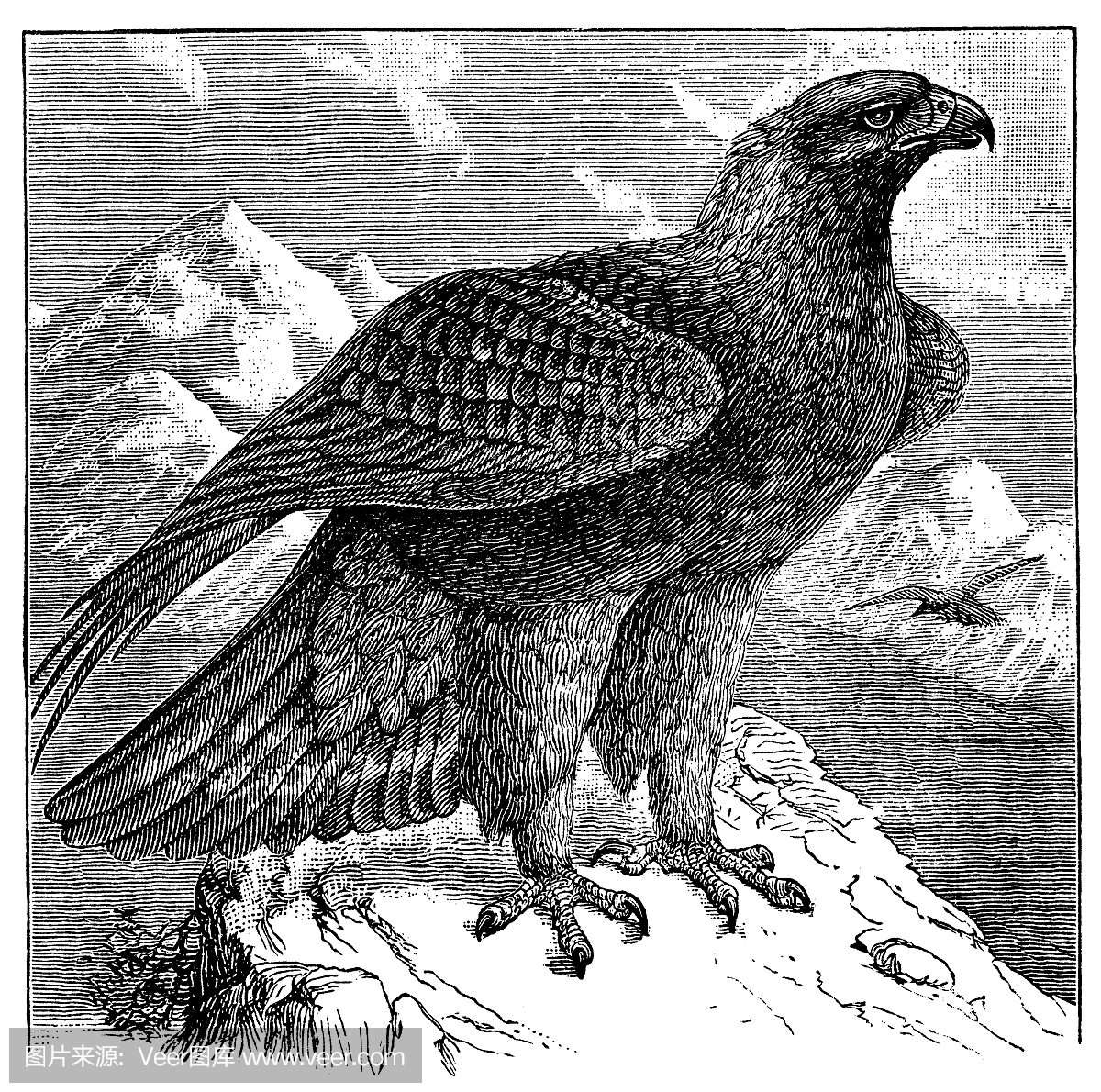 古老的插图金鹰(Aquila chrysaetos)