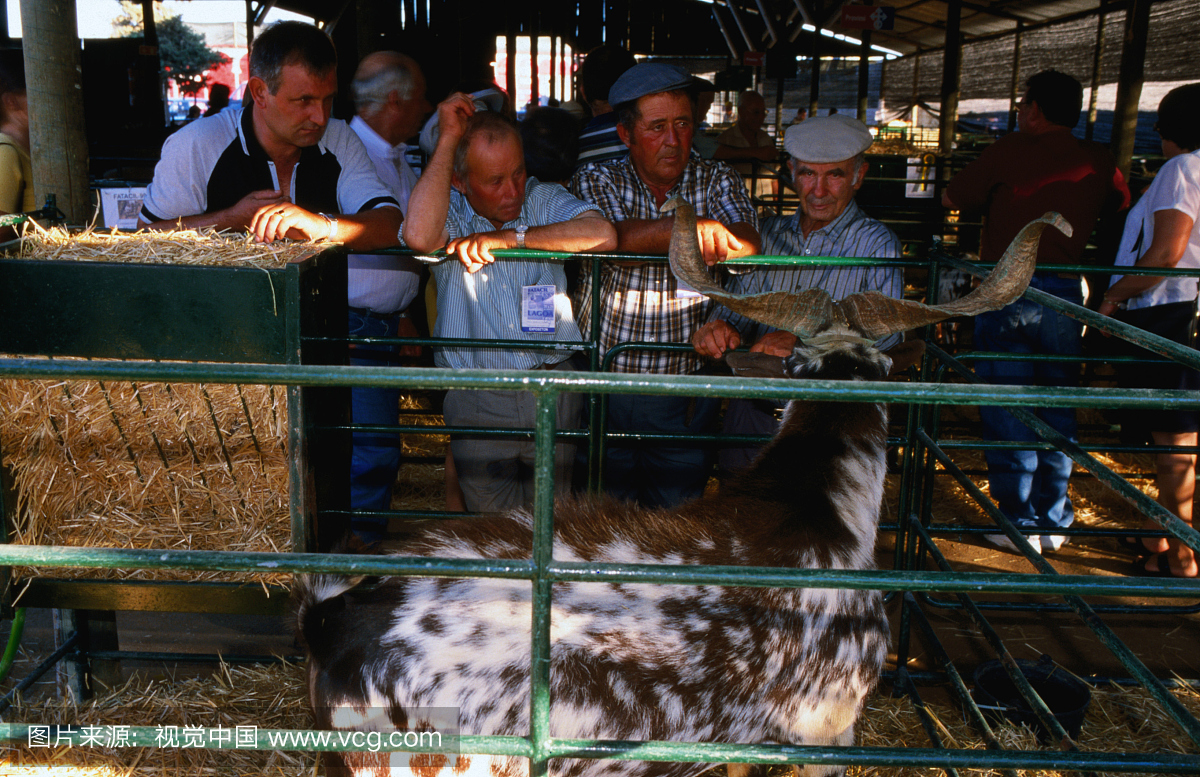 农民和家畜在国家公平的规模对方,拉各斯。