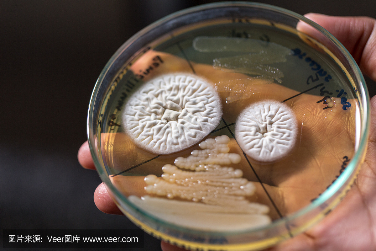 实验室教育实验室培养皿中细菌和真菌的研究。