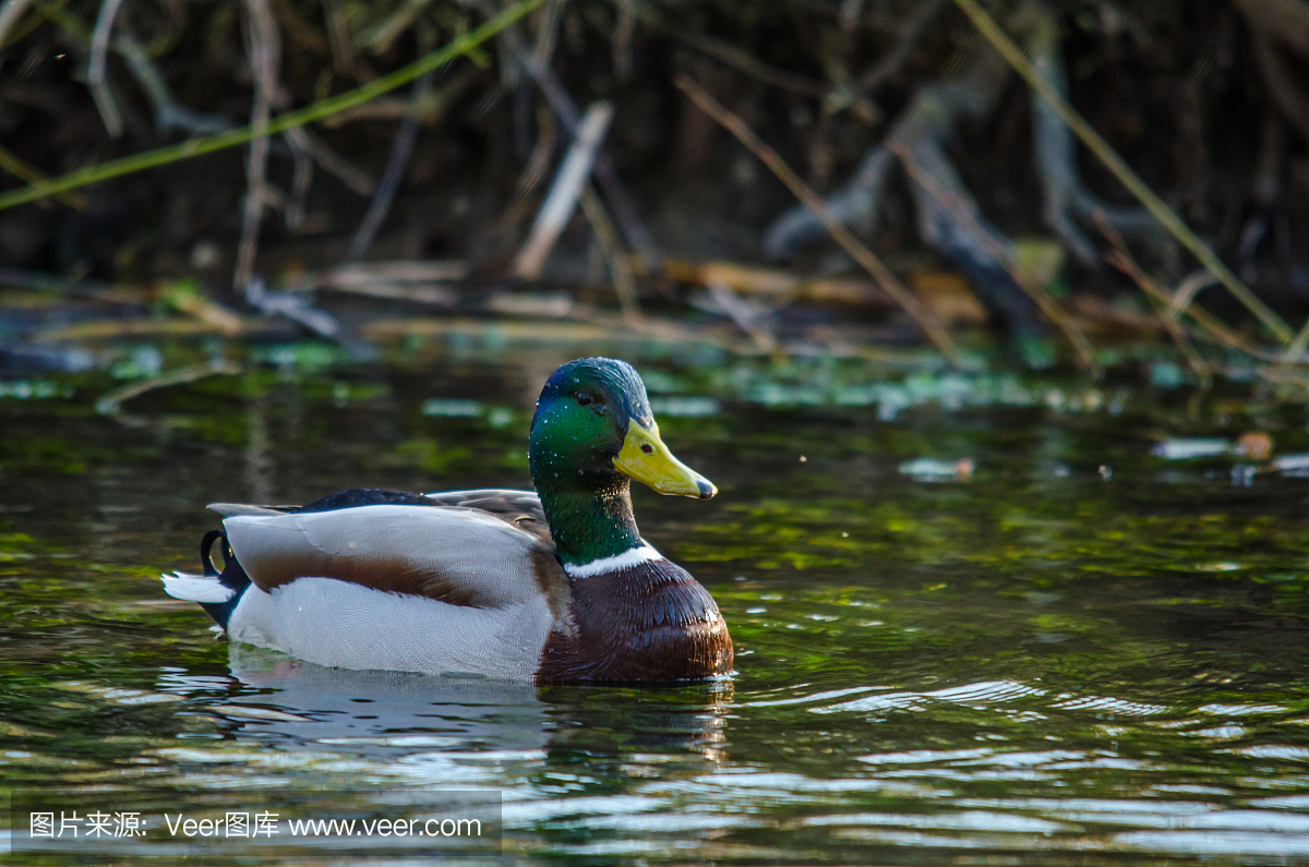嗄嗄声,鸦叫,蛙叫,小鸭子