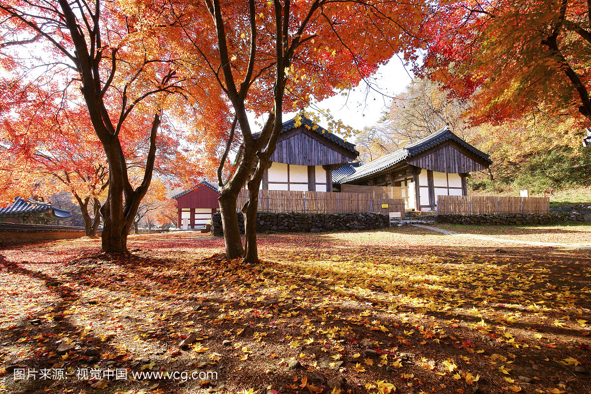 Maple Tree,Magoksa Temple,Mt. Taehwasan,G