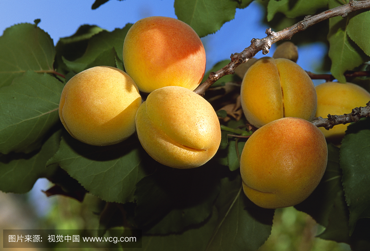 Apricots on Tree