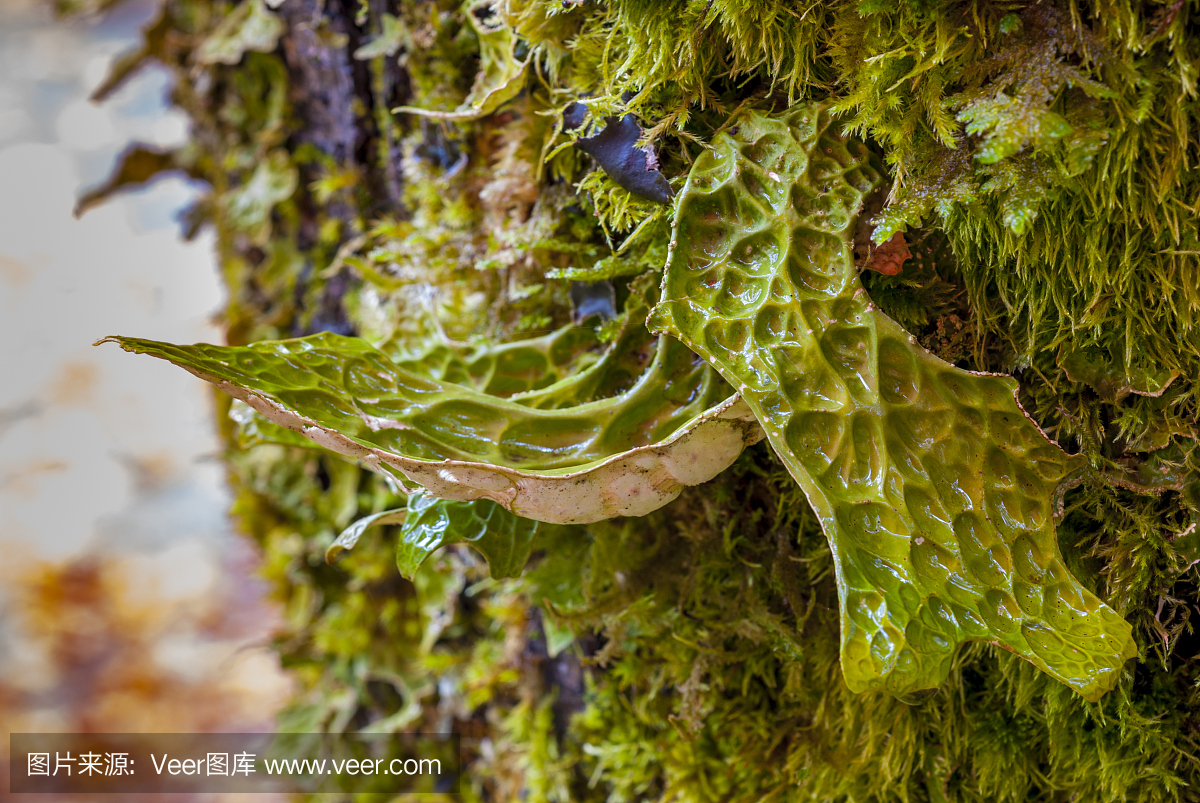 独特的真菌生长在俄勒冈州的树上