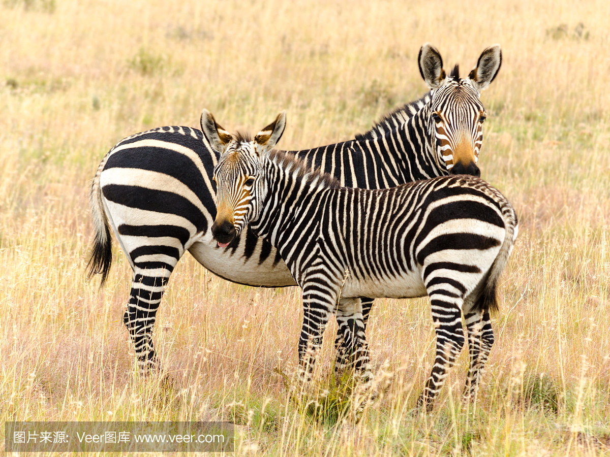 Cape mountain zebra, Equus zebra zebra, and