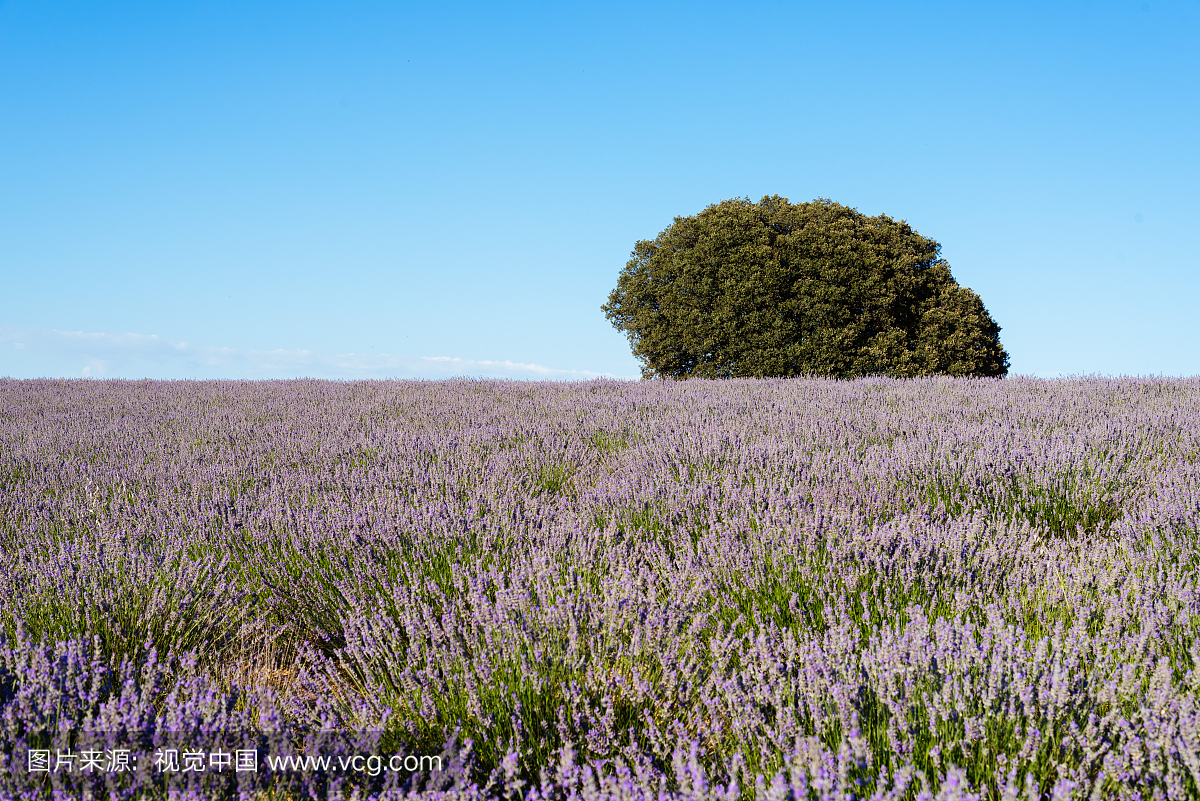 开花在领域的淡紫色由反对蓝天的树