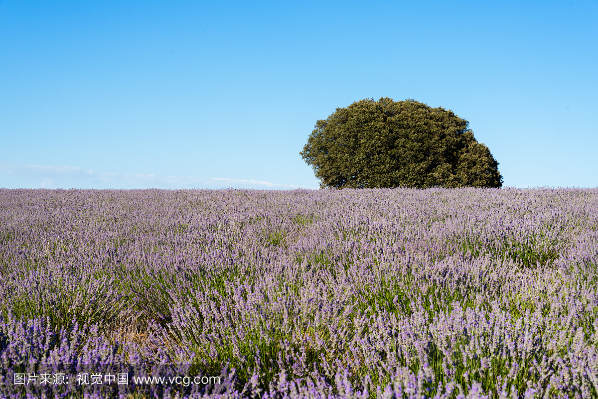 开花在领域的淡紫色由反对蓝天的树