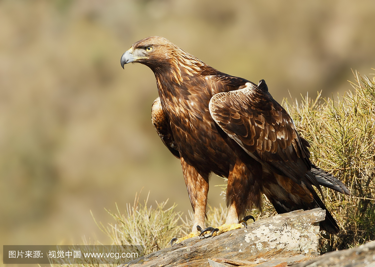 Golden Eagle on rock - Spain,