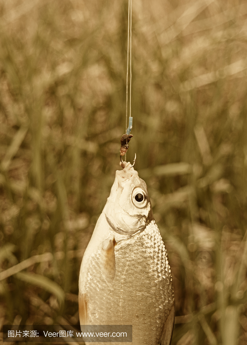 鱼钩,鱼勾,鱼吊钩,西式毛钩钓鱼