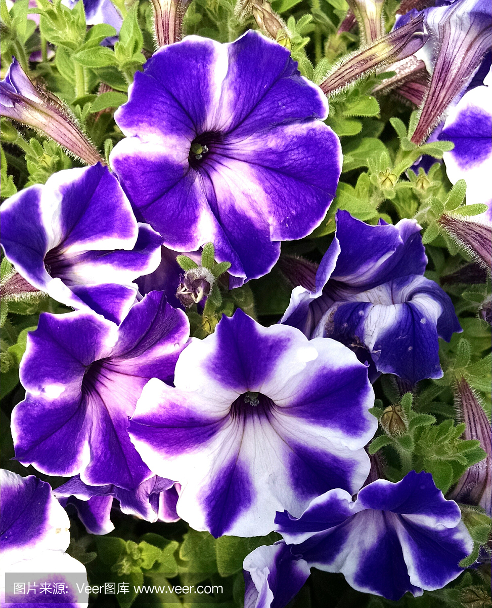 矮牵牛花,牵牛花,矮牵牛花属植物,矮牵牛花朵