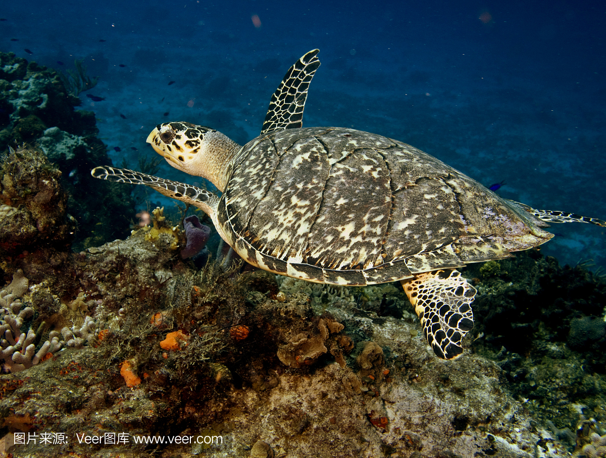 玳瑁,玳瑁龟,玳瑁海龟,自然