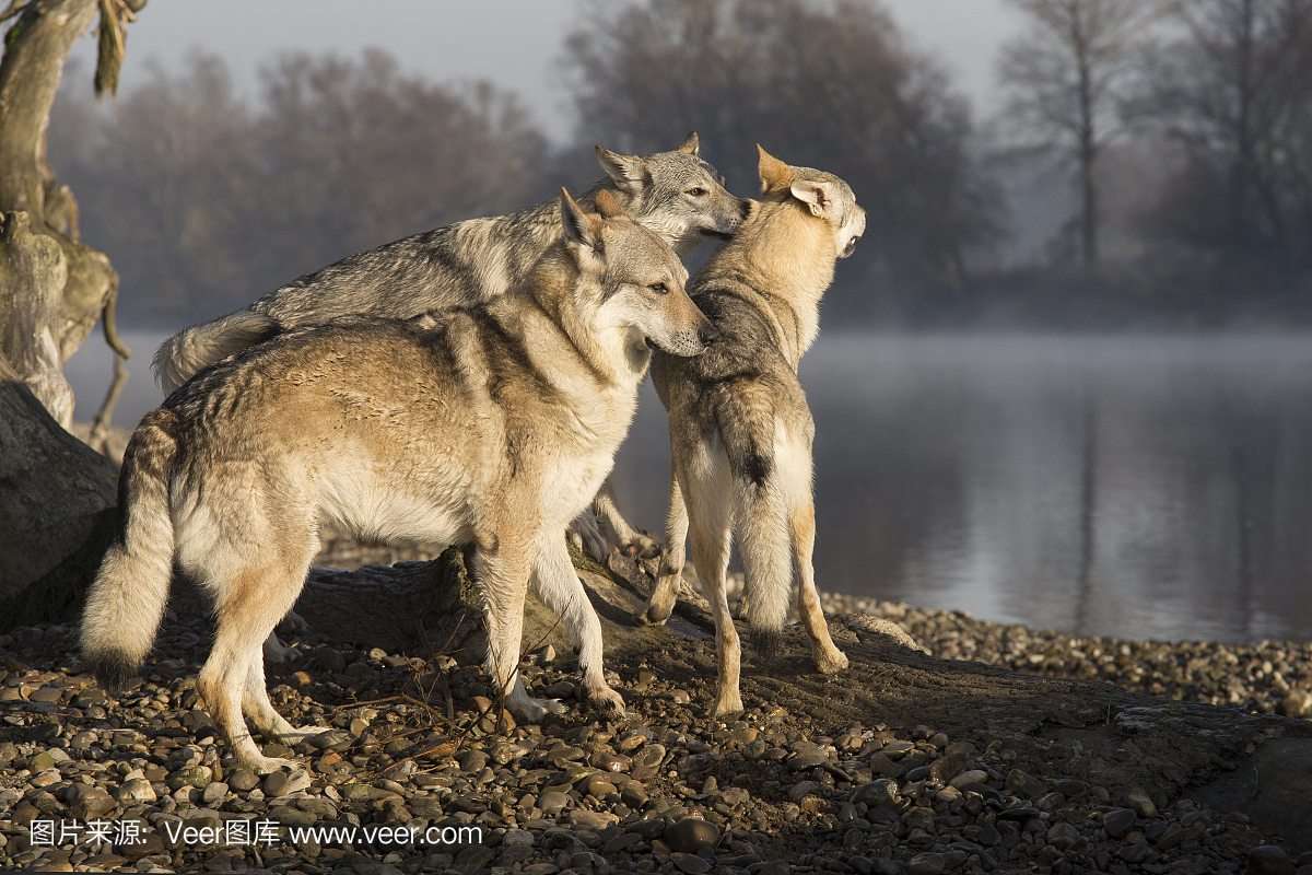 在多瑙河雾中演奏捷克斯洛伐克狼犬。