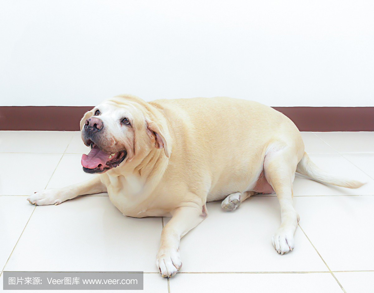 肥胖的拉布拉多狗在地板上,8岁
