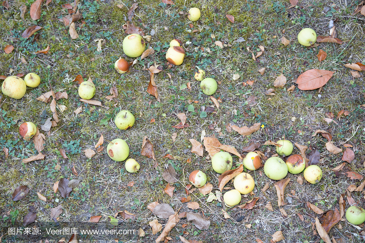 在绿草中的黄色腐烂的苹果。季节性自然