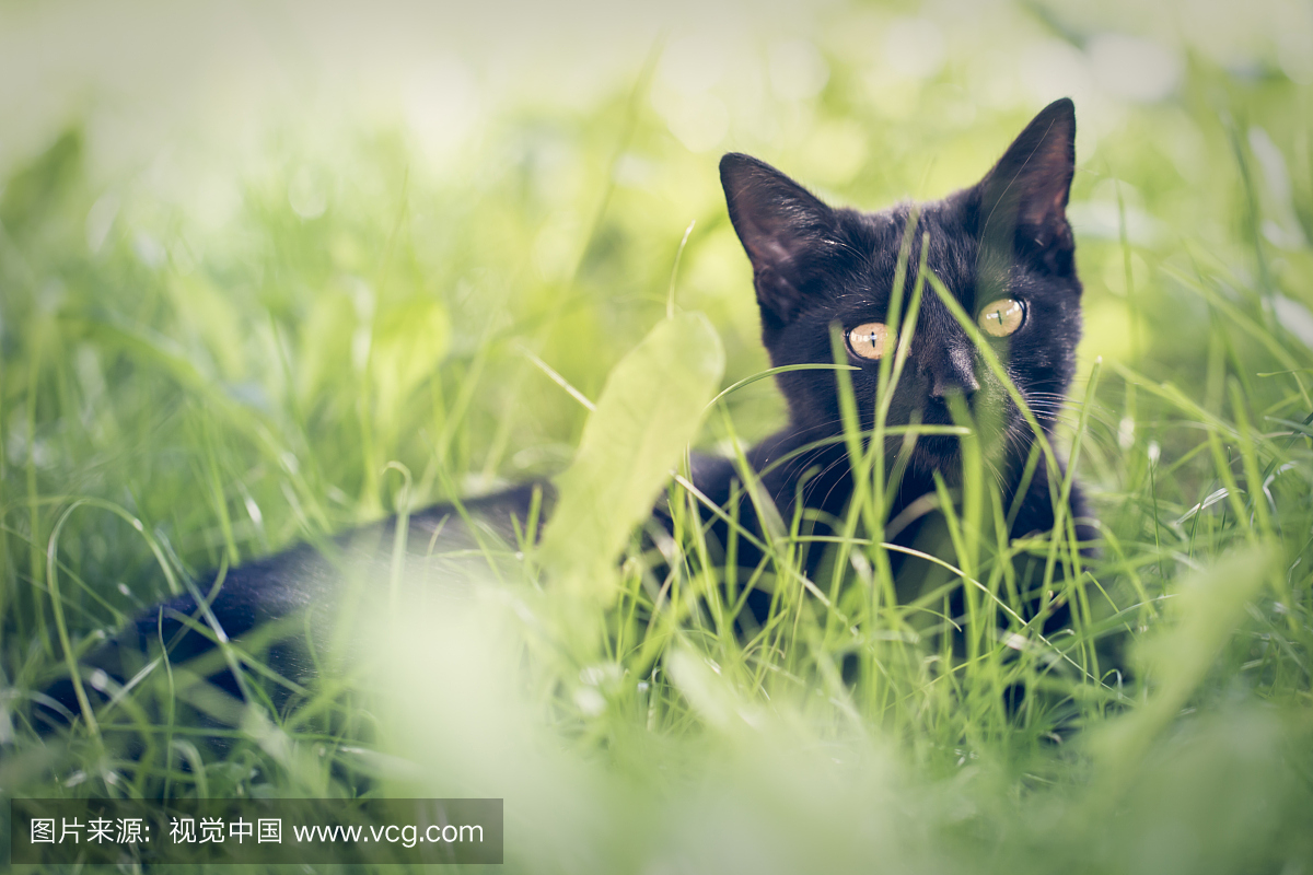 黑猫在草地上