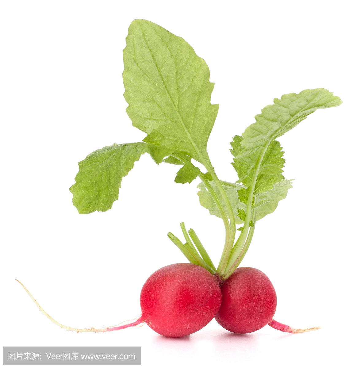 小花园萝卜与叶子