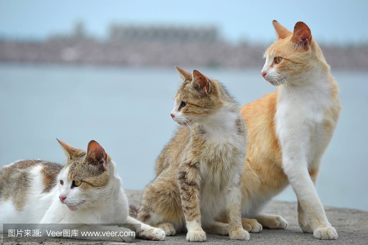 三只猫看着