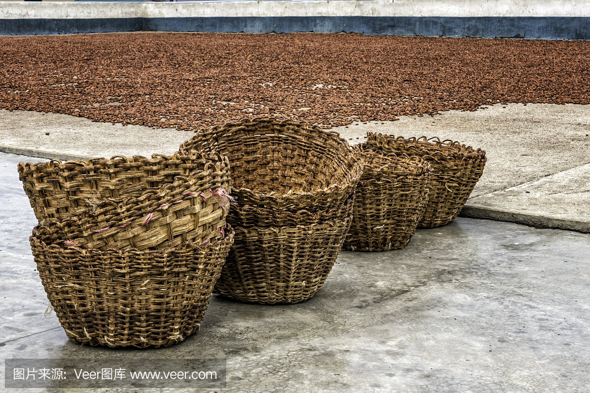 柳条筐和Cocoa干燥豆在庭院Chuao委内瑞拉
