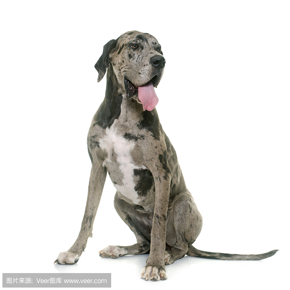 丹麦郡,丹麦人郡,戴恩县,丹麦县