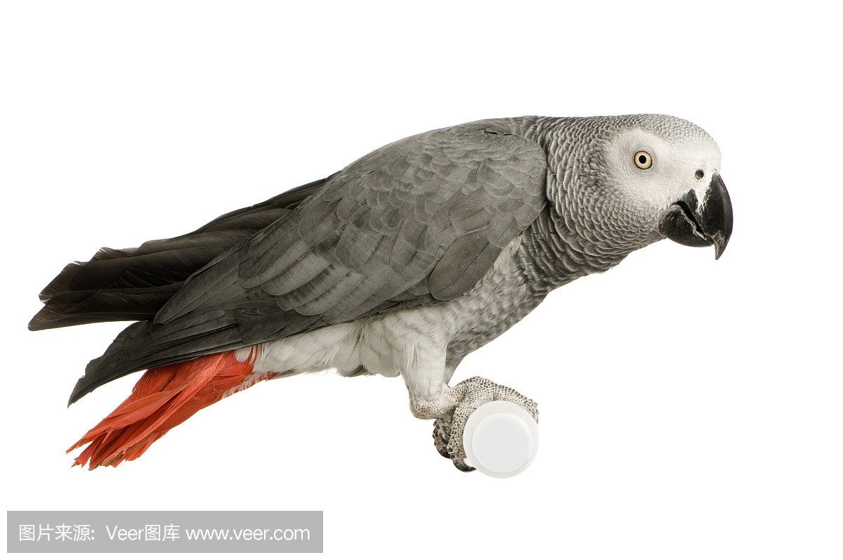 非洲灰鹦鹉,刚果灰鹦鹉,水平画幅,注视镜头