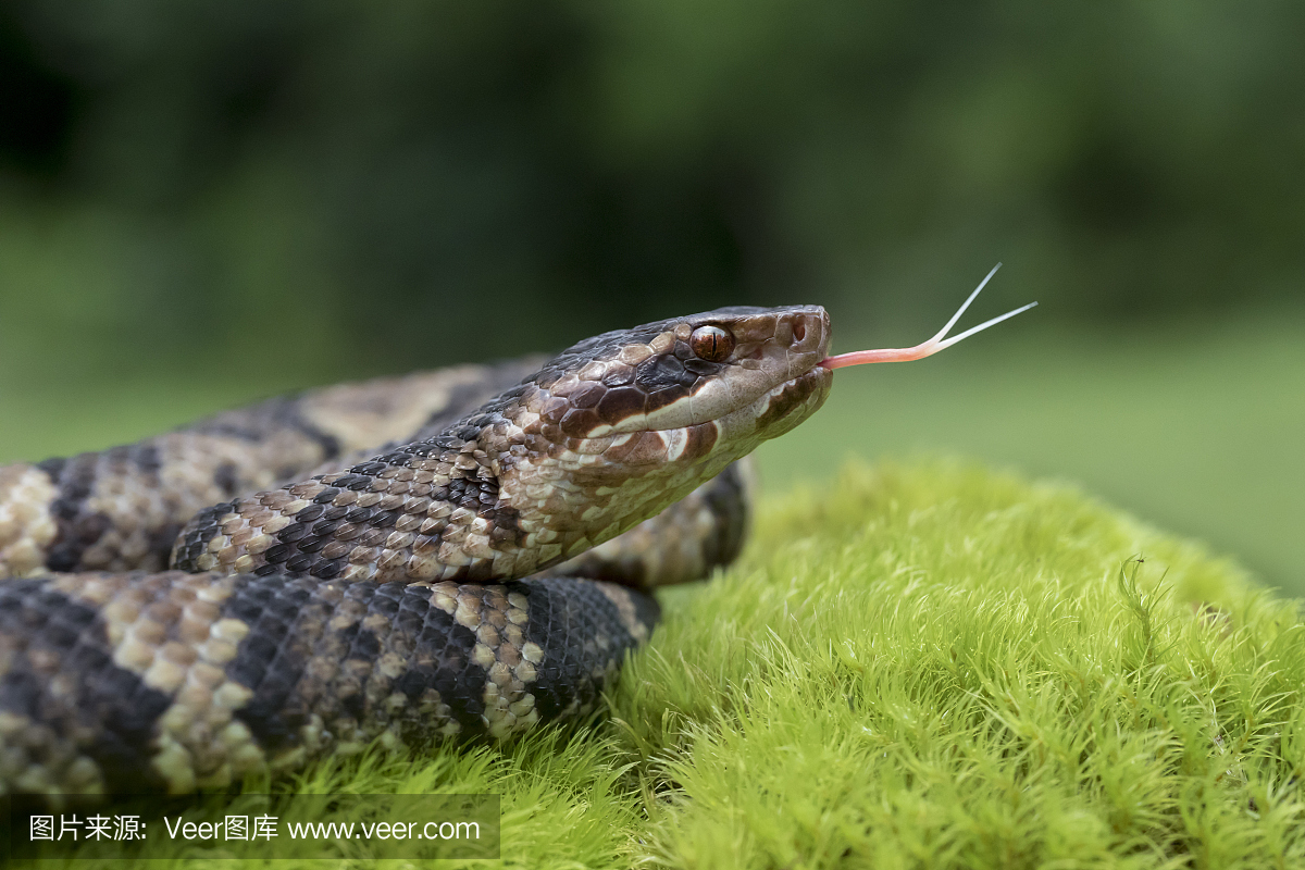 噬鱼蝮蛇,食鱼蝮,水腹蛇,棉口蛇