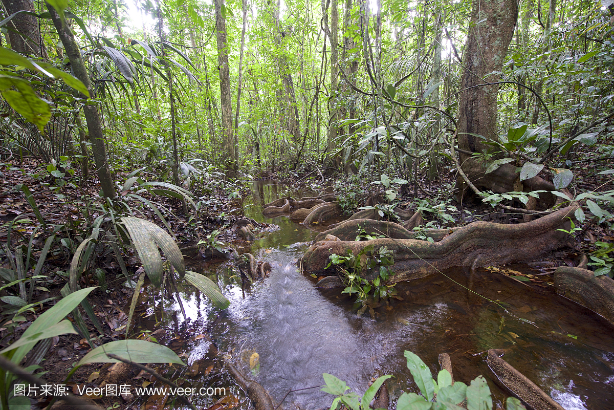 苏里南雨林,Bakhuis地区。