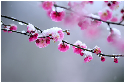 梅花雪景图片壁纸_梅花雪景图片壁纸图片大全