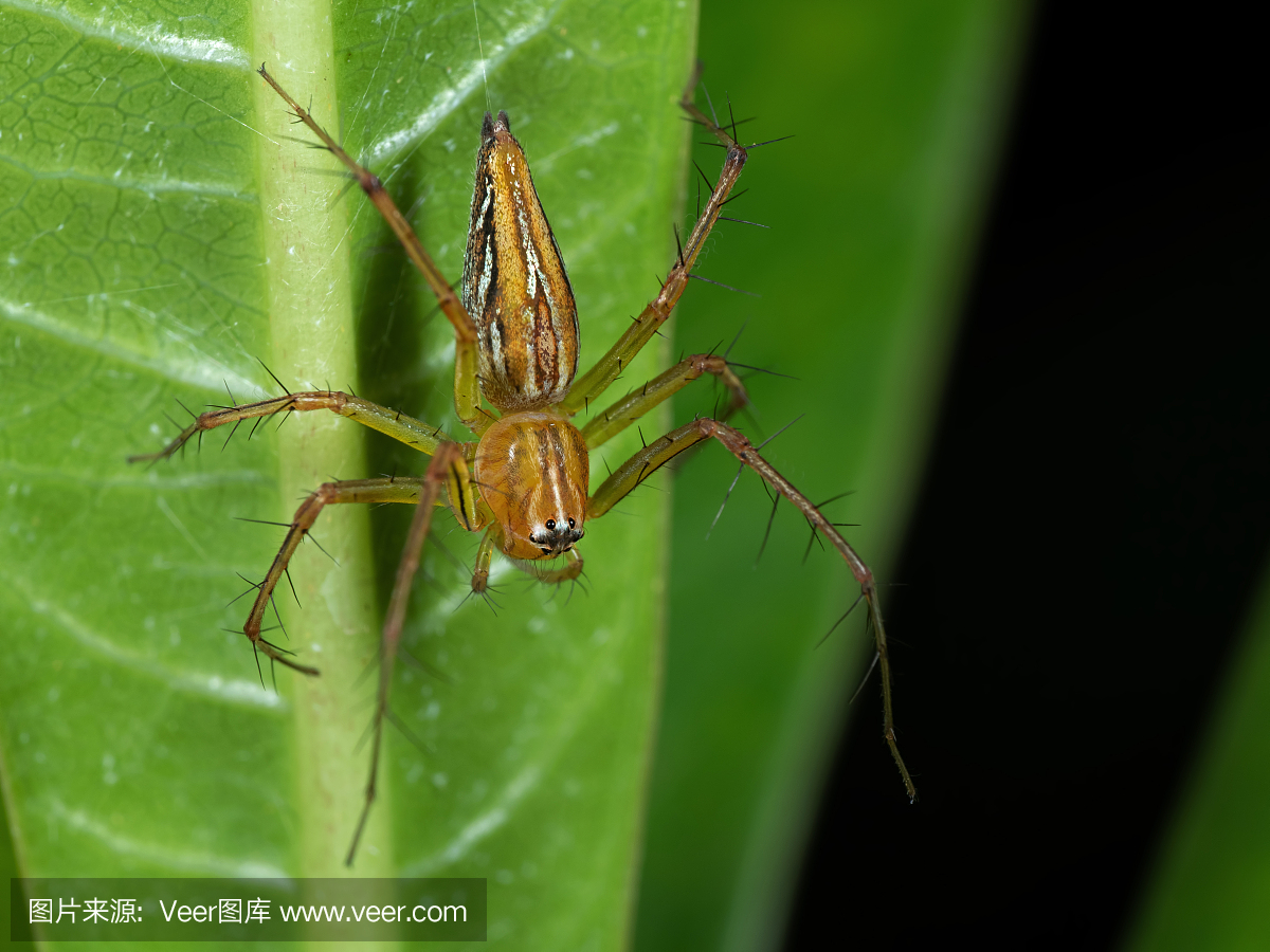可爱的,恐惧症,怪异,背景分离