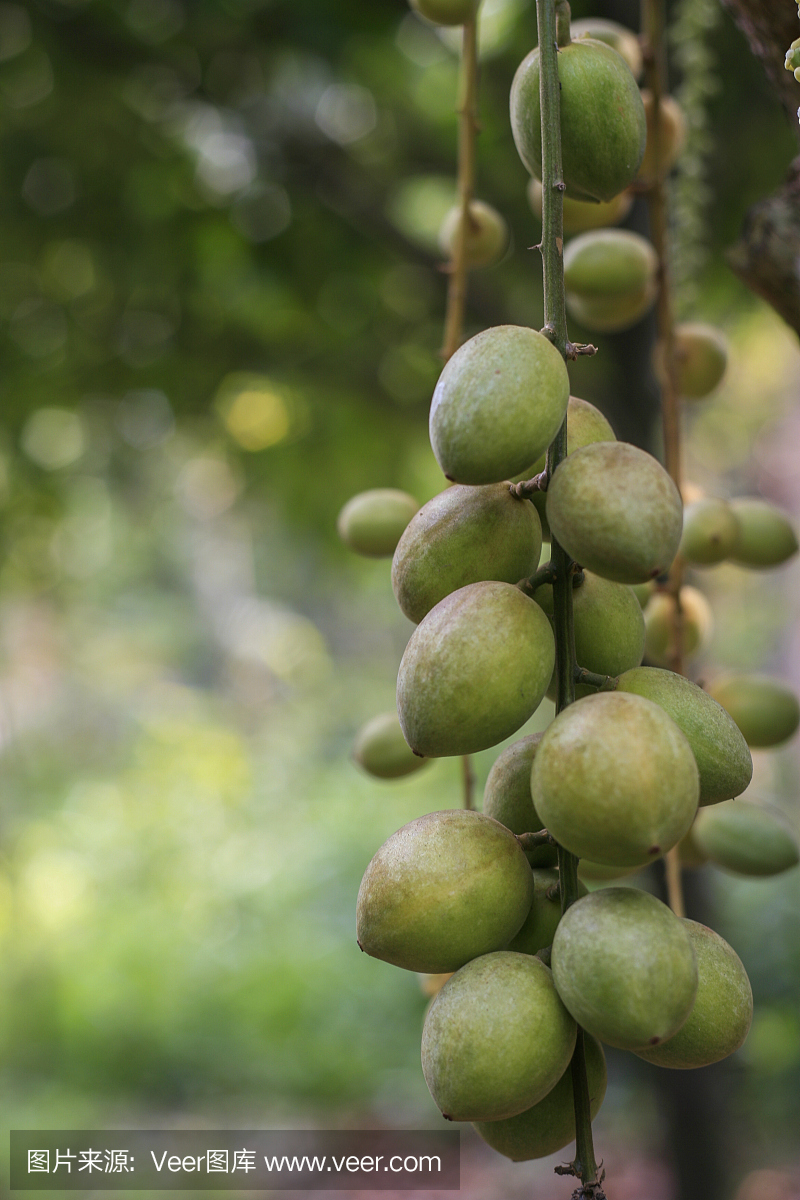 湄公河,澜沧江,胡志明市,越南胡志明市