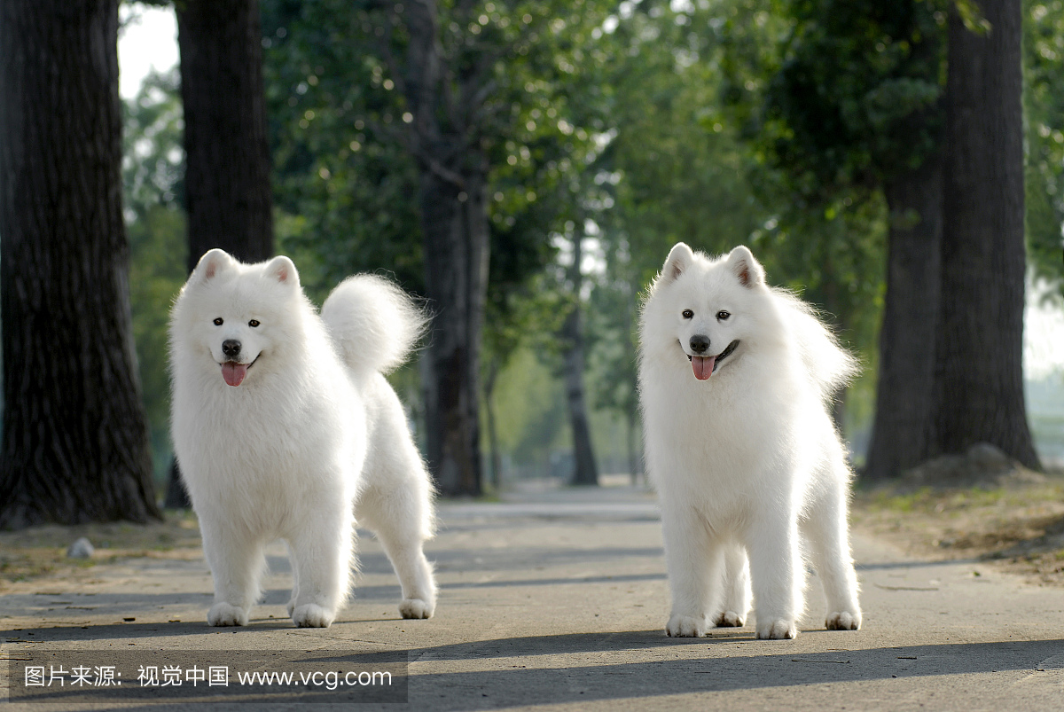 萨摩耶犬,萨摩犬,萨摩,萨摩耶