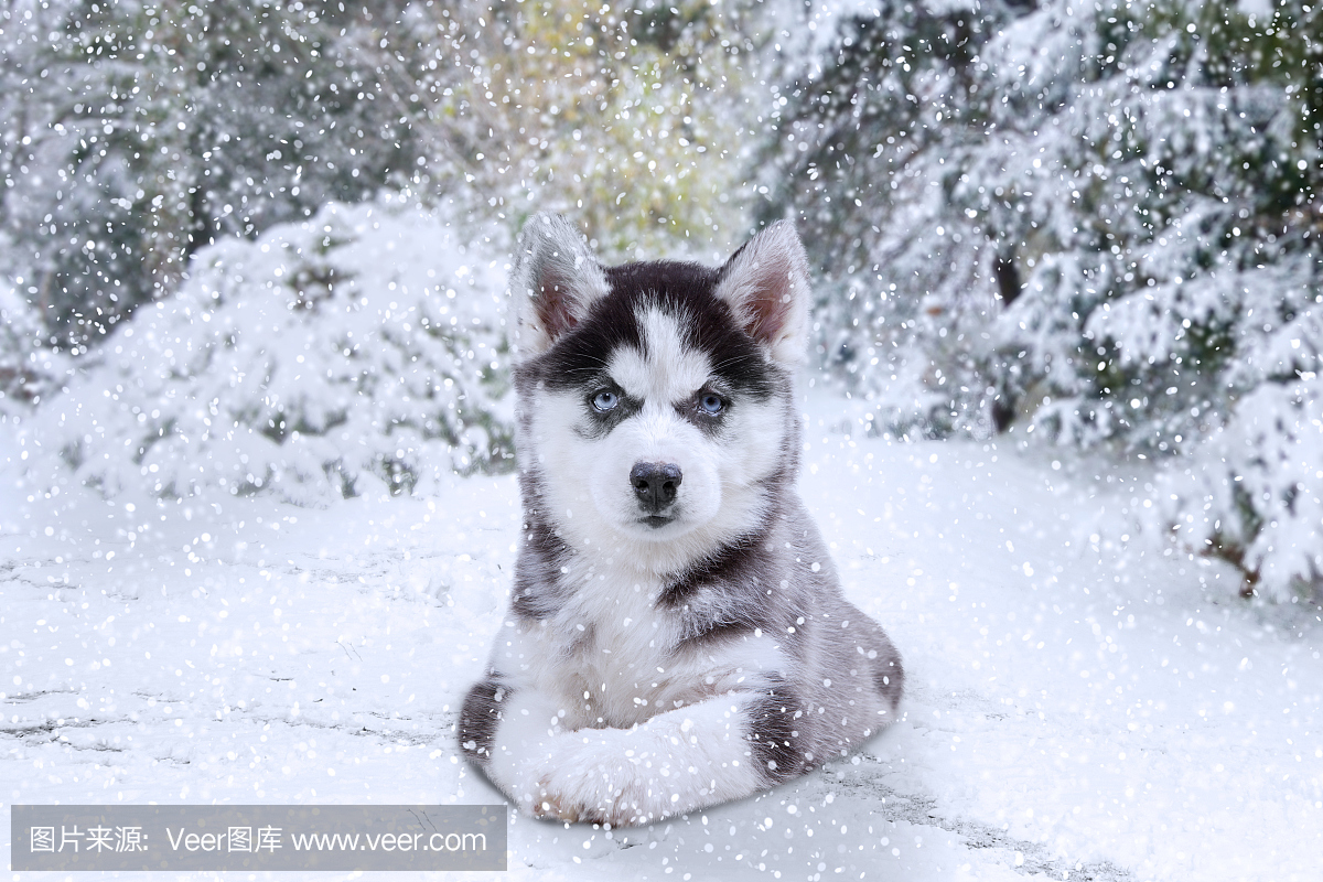 赫斯基小狗躺在下雪的天