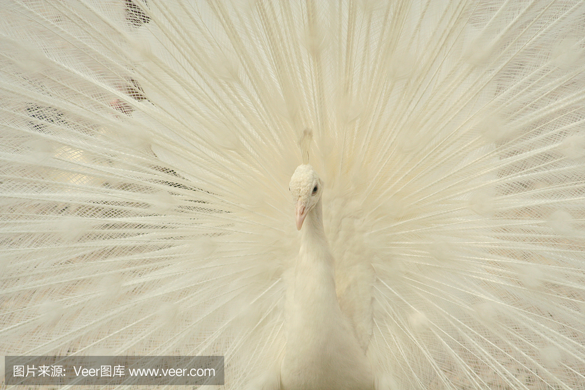 美,水平画幅,无人,完美