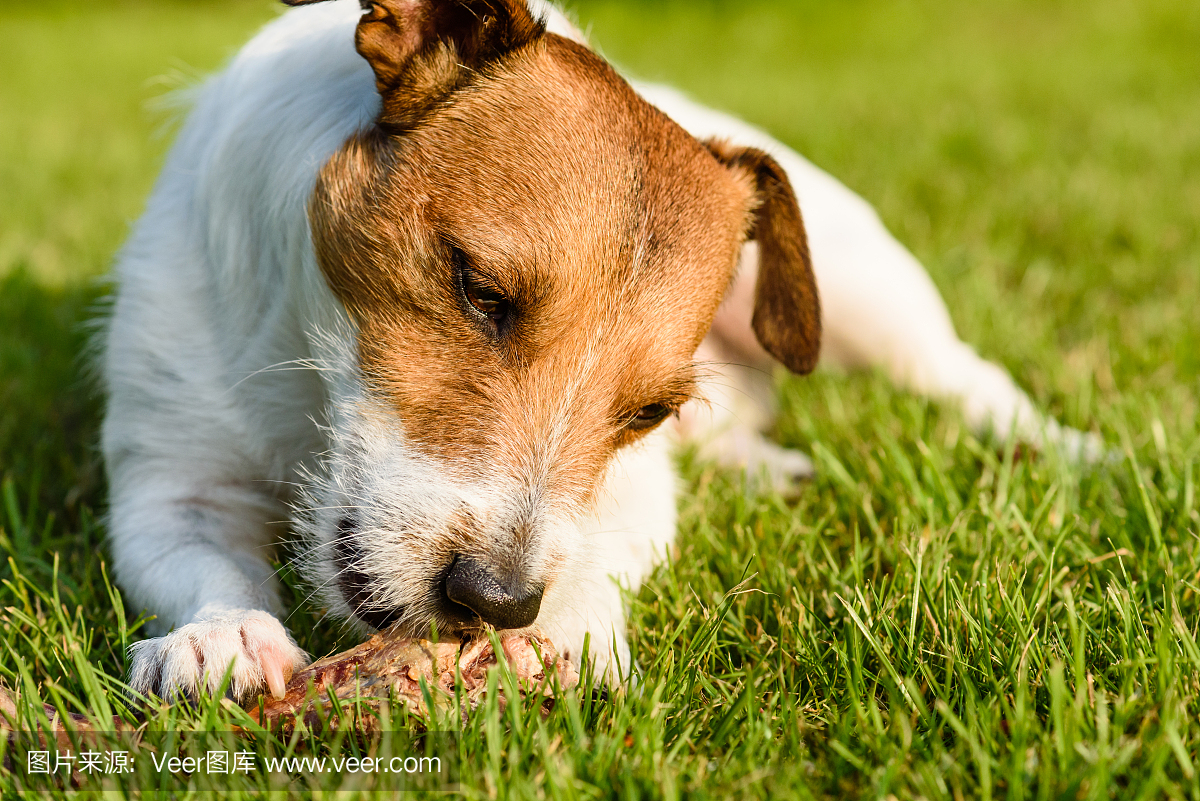 高兴和快乐的狗吃肉在躺在绿草上的骨头