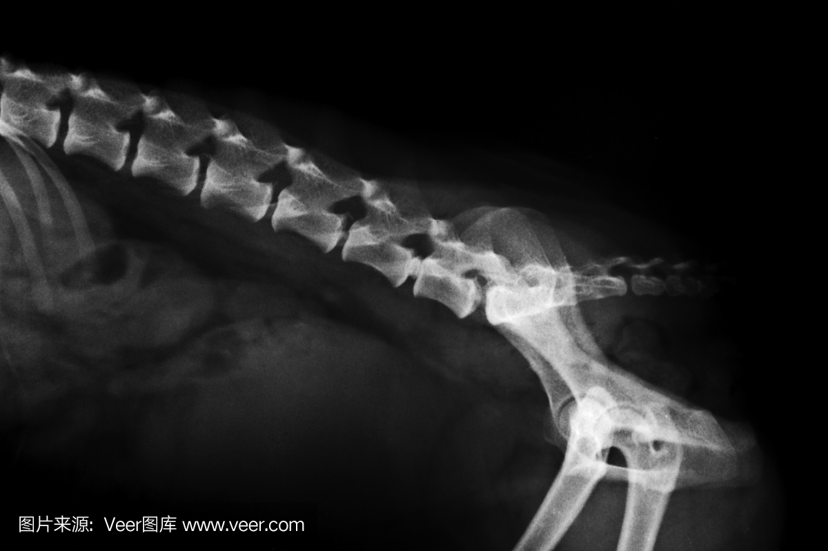 动物脊椎骨,动物椎骨,动物脊骨,动物脊柱