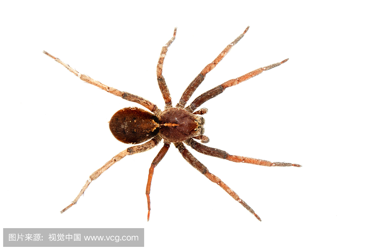 来自热带雨林的徘徊蜘蛛(Ctenidae),巴西圣保罗