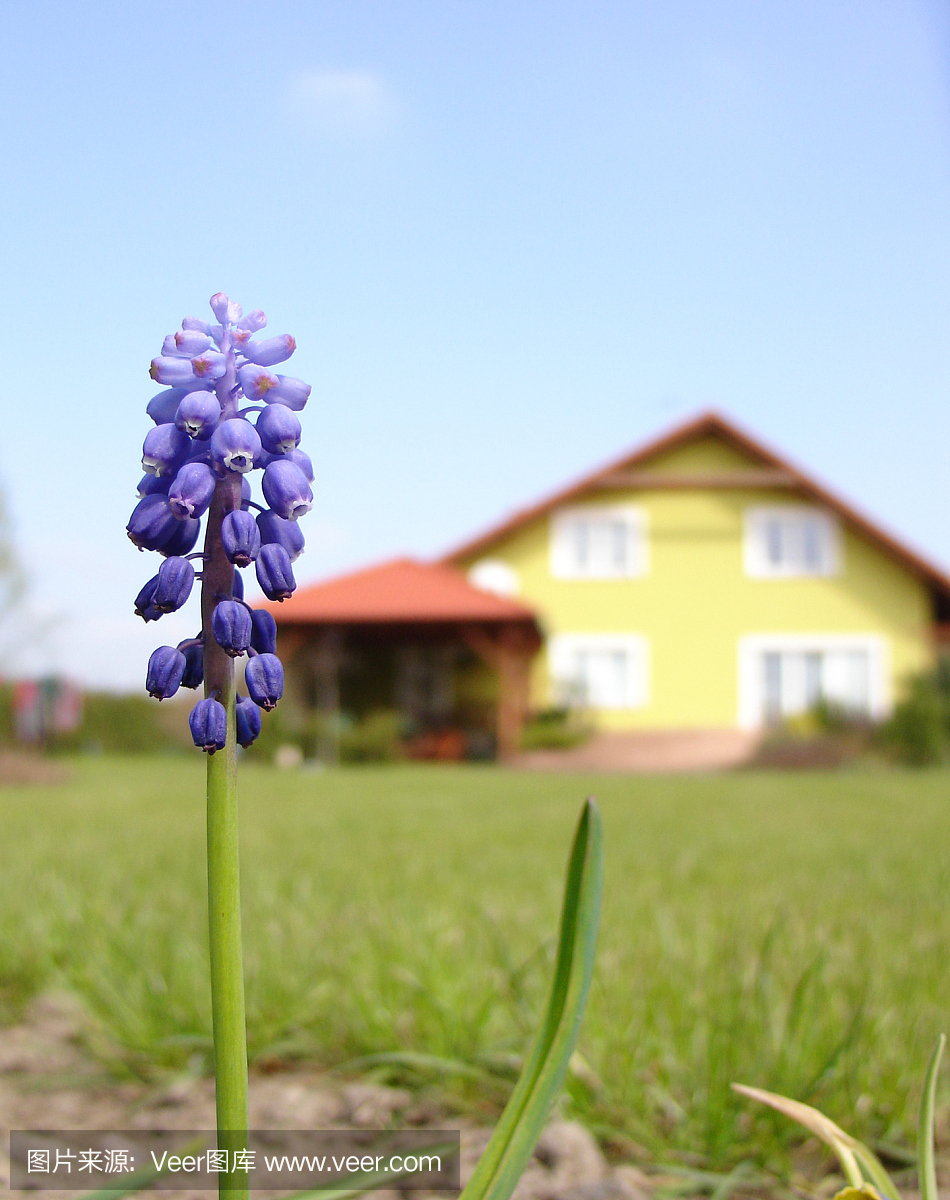 草,童话故事,郊区,储蓄