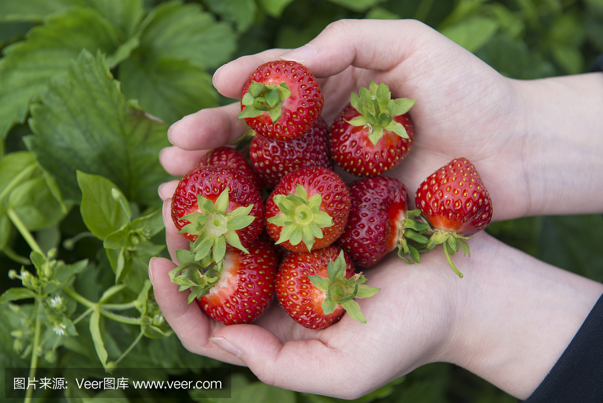 Strawberries in Finland