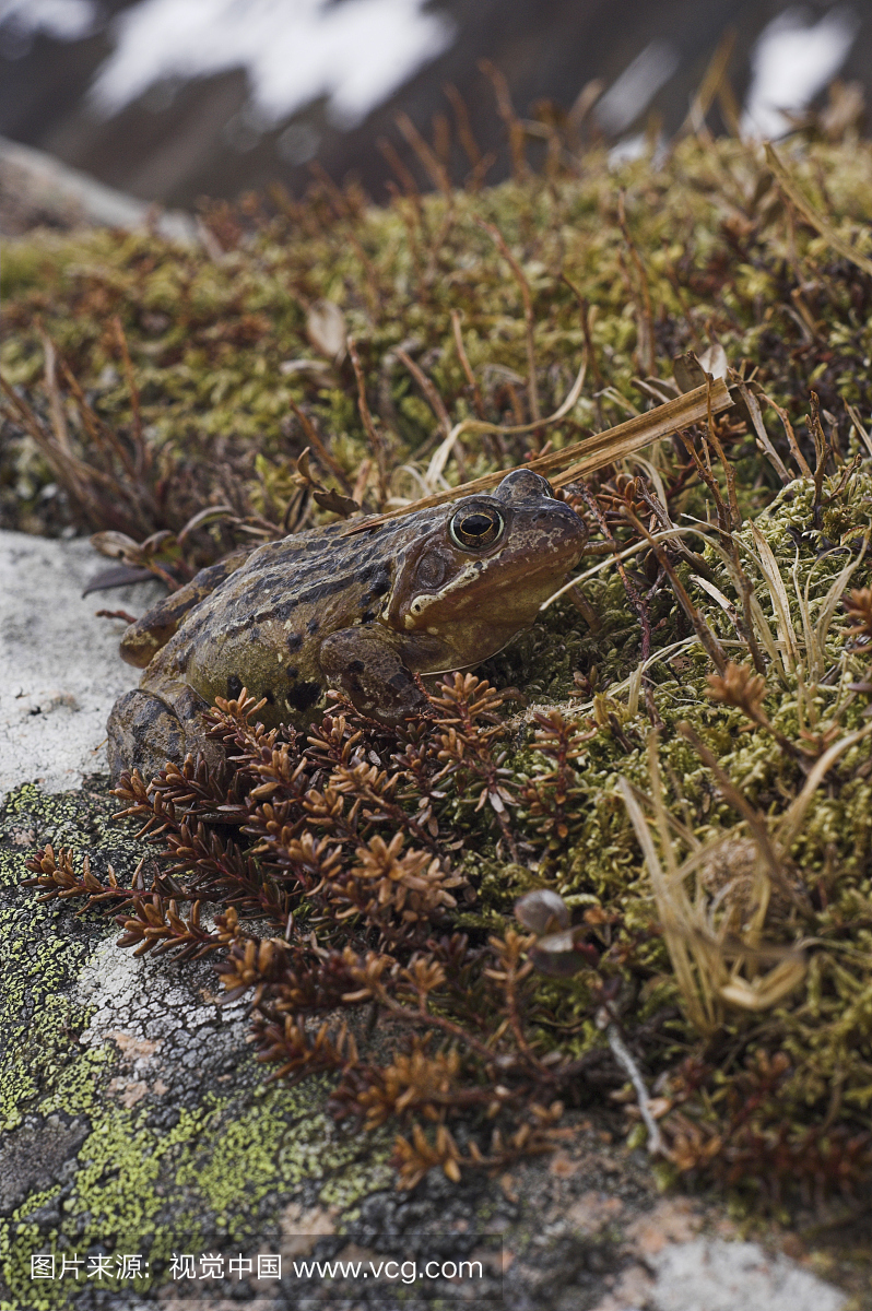 在地衣覆盖的岩石上的普通青蛙(Rana tempora