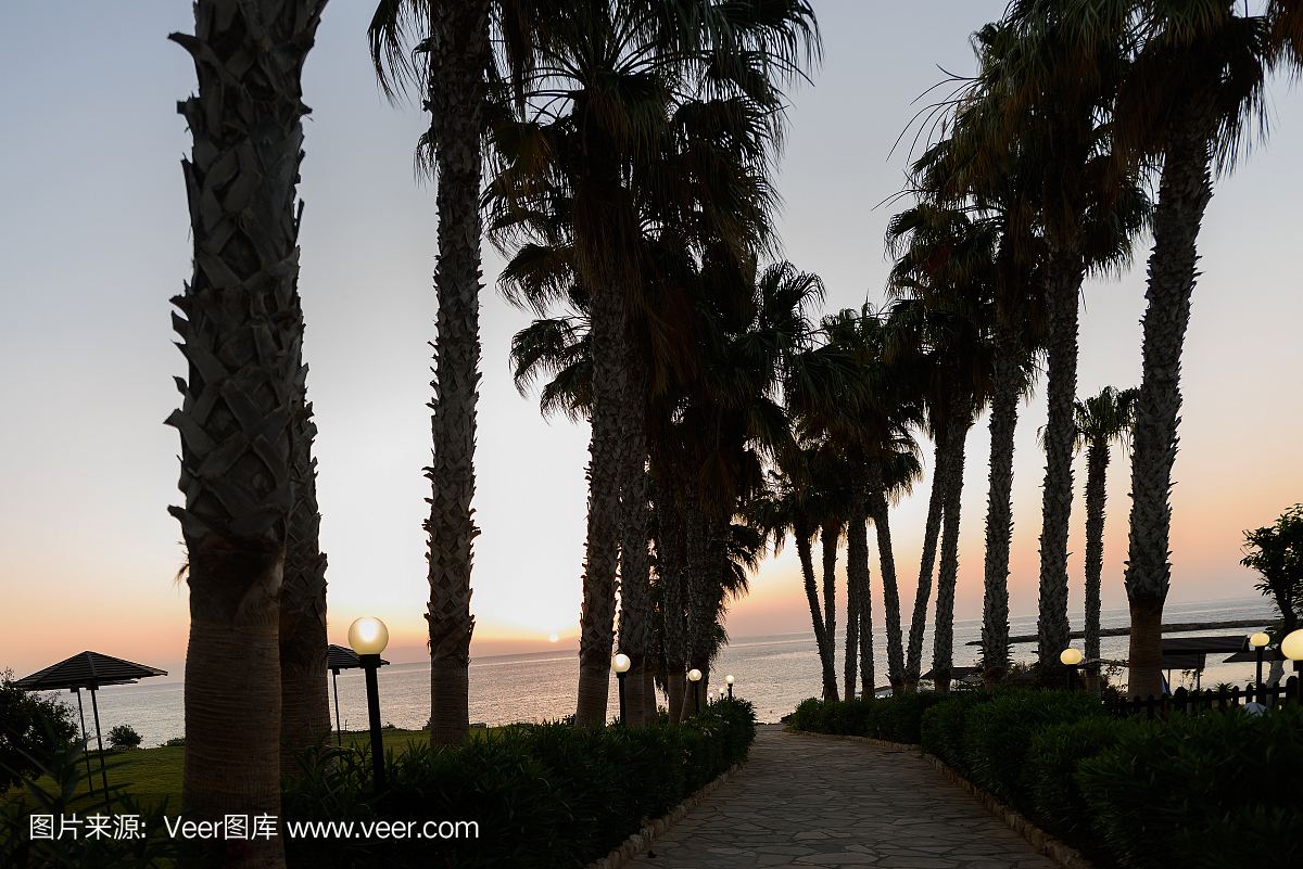 棕榈树在太阳升起,在protaras海滩,塞浦路斯岛