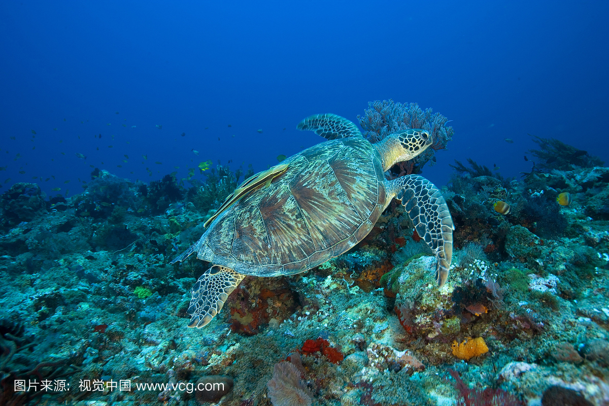 绿海龟,Chelonia mydas,龙目岛,印度洋,印度尼西