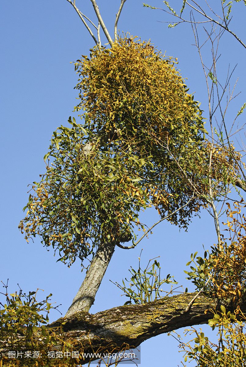 槲寄生(Viscum专辑)在杨树上作为主机