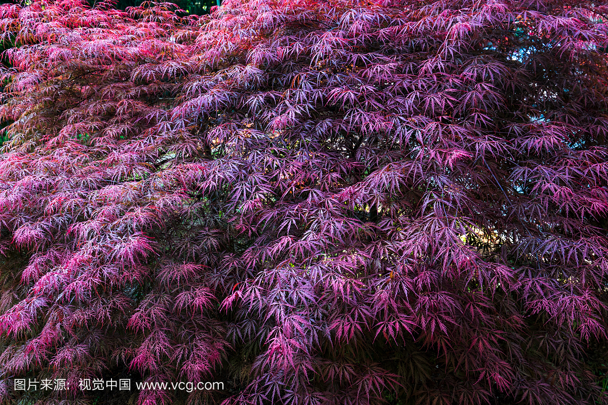 欧洲,东正教,东欧,塞尔维亚