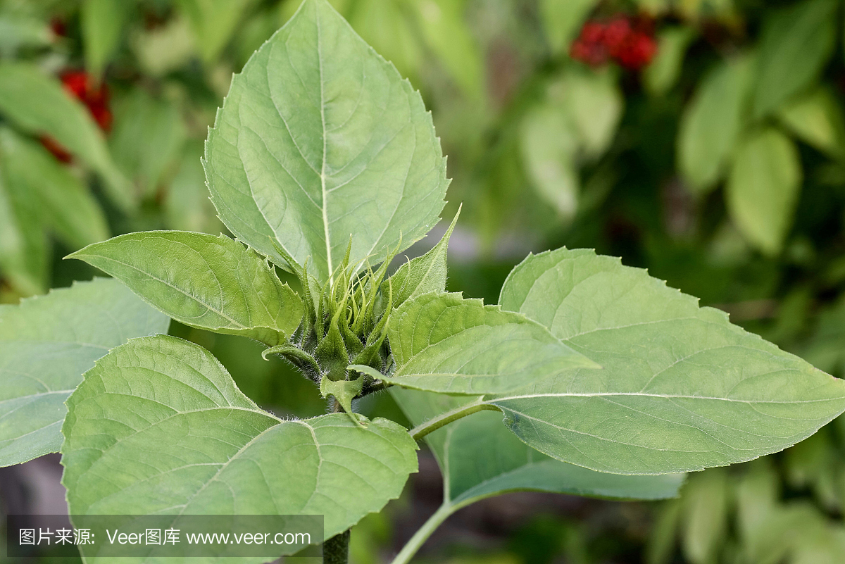 向日葵在成长阶段。1