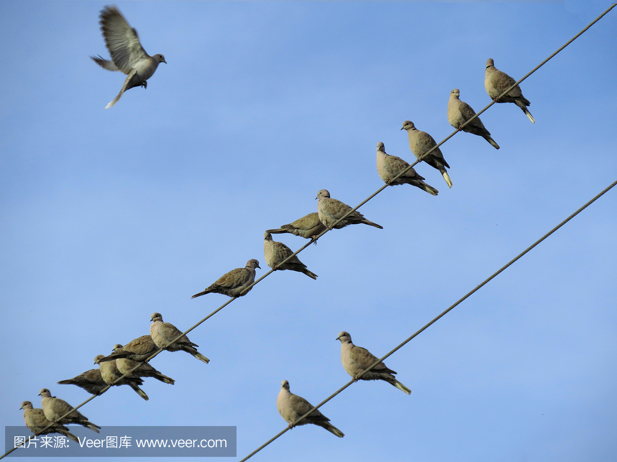 鸟鸣声,鸟叫声,鸟鸣,鸽子